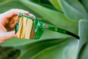 cycad_green_06.jpg